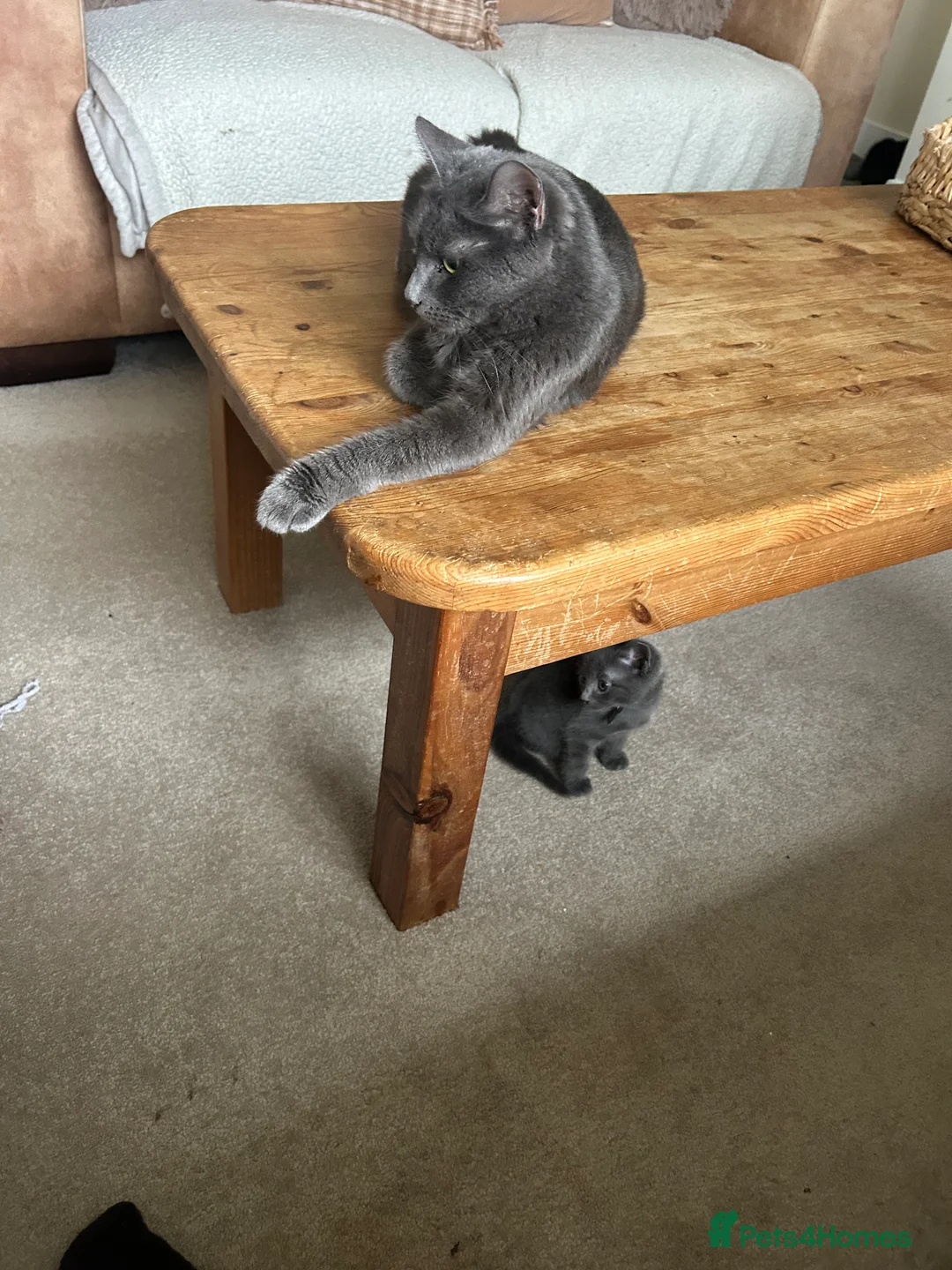 Mixed Breed cats for sale: Beautiful fluffy girl  - Advert 6