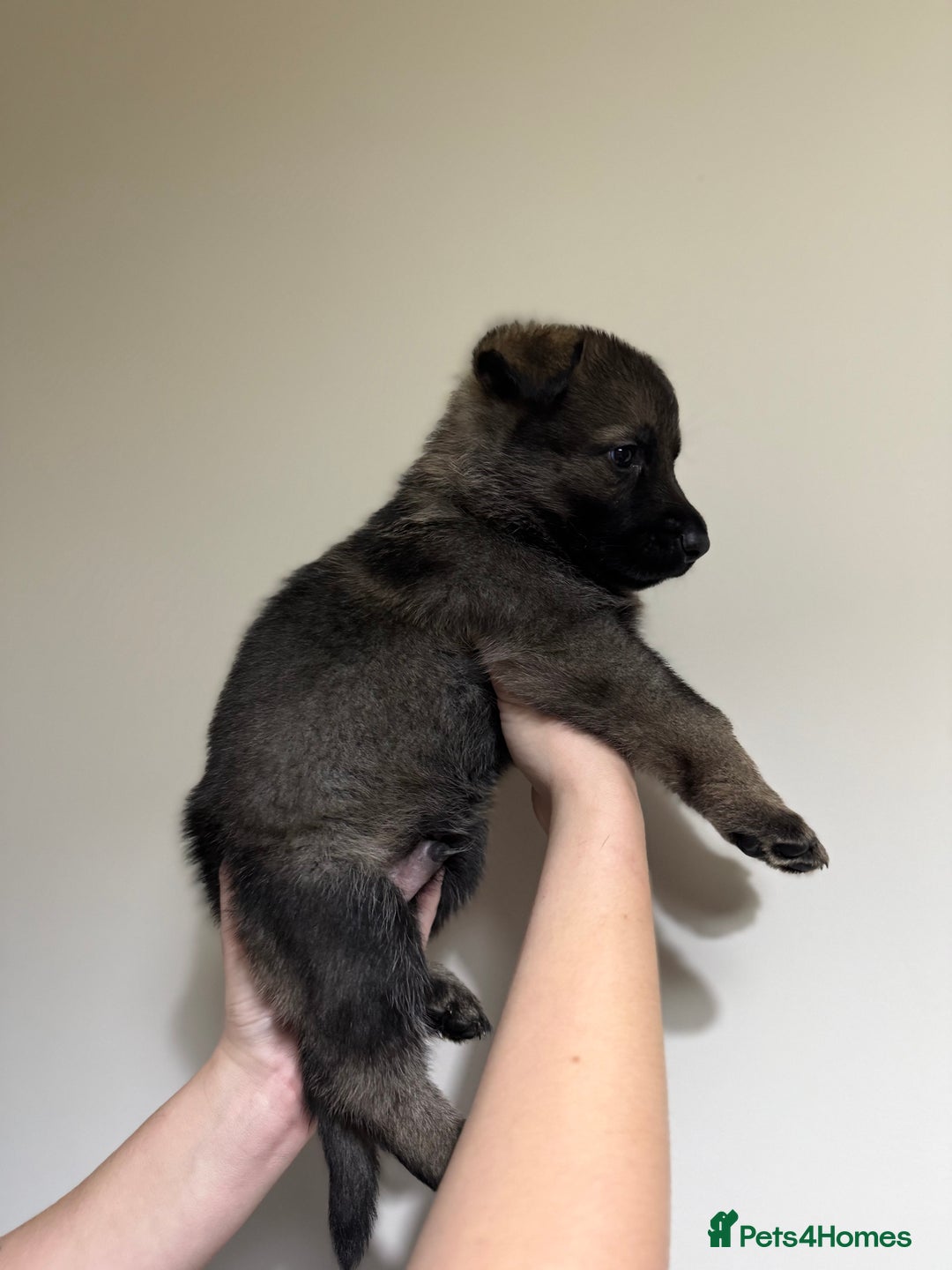 German Shepherd dogs for sale: Beautiful KC German Shepherd Puppies  - Advert 11