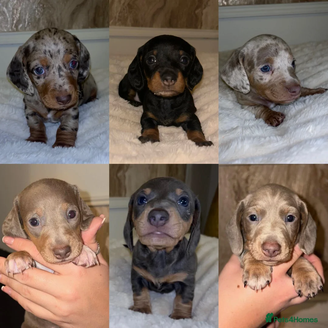 Miniature Dachshund dogs for stud: Miniature Dachshund Blue Merle for Stud - Advert 4
