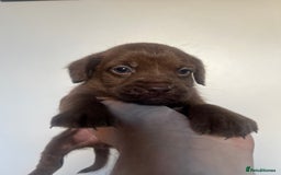 Cockapoo dogs for sale: Adorable cockapoo cross reduced last 2  - Image 9