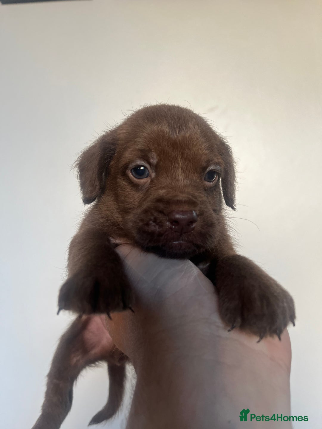 Cockapoo dogs for sale: Adorable cockapoo cross reduced last 2  - Image 9