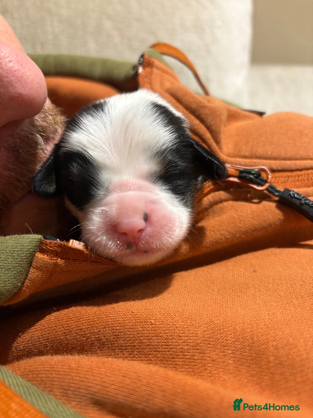 Tibetan Terrier dogs for sale: KC fully health tested exceptionally bred Tibetan  - Advert 26