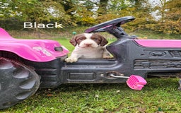English Springer Spaniel dogs for sale: Springer spaniel pups  - Image 3