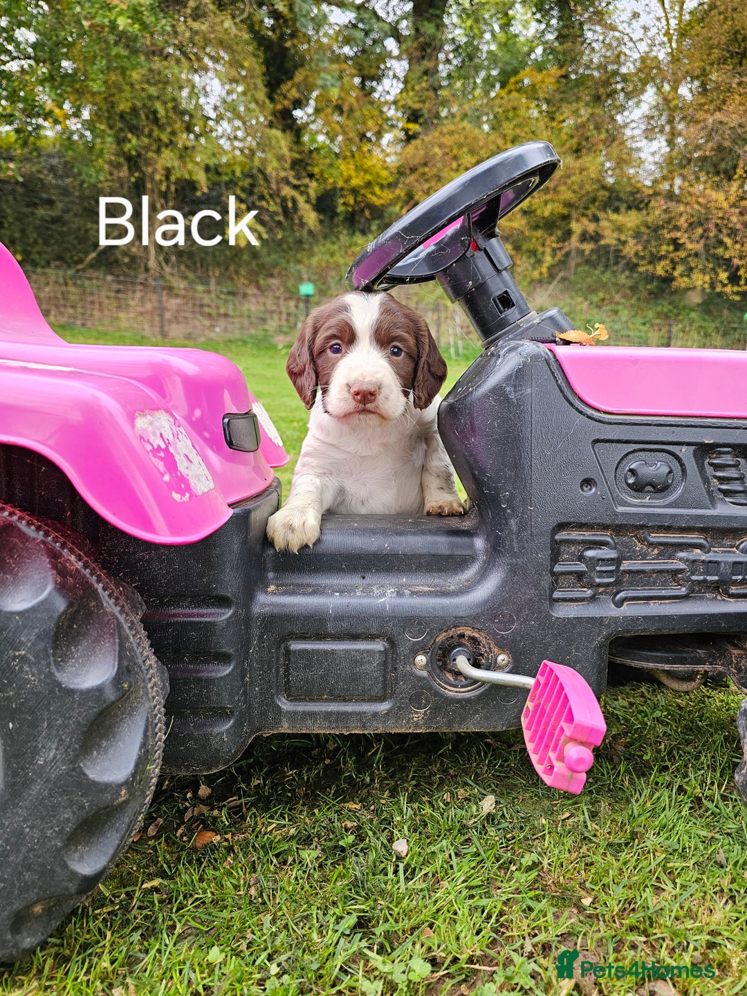 English Springer Spaniel dogs for sale: Springer spaniel pups  - Image 3