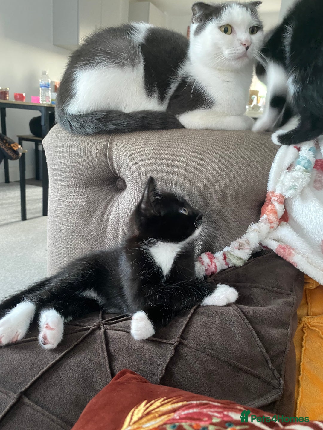 Mixed Breed cats for sale: 2 male kittens  - Image 5