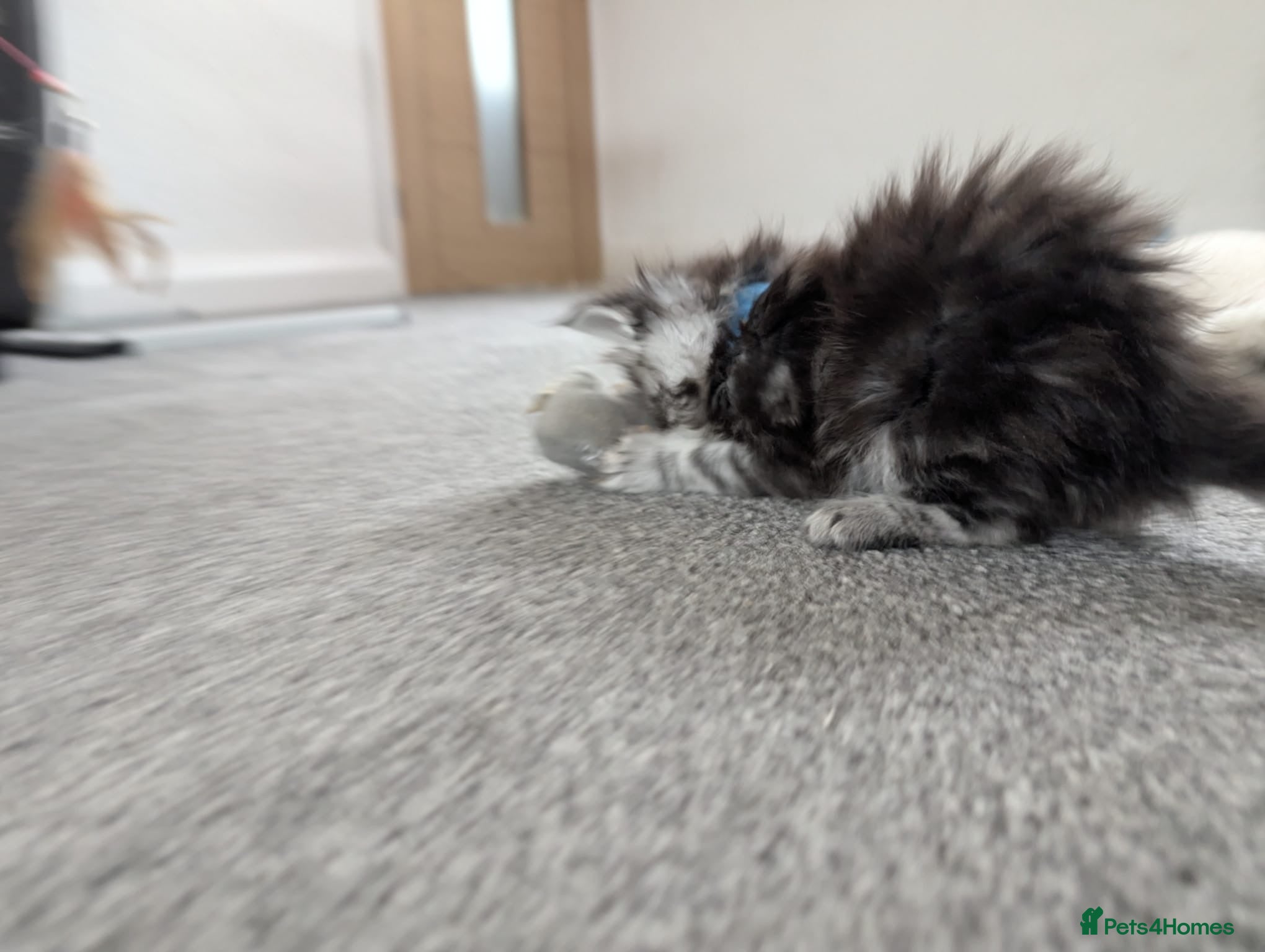 Maine Coon cats for sale: Maine coon kittens  - Advert 4