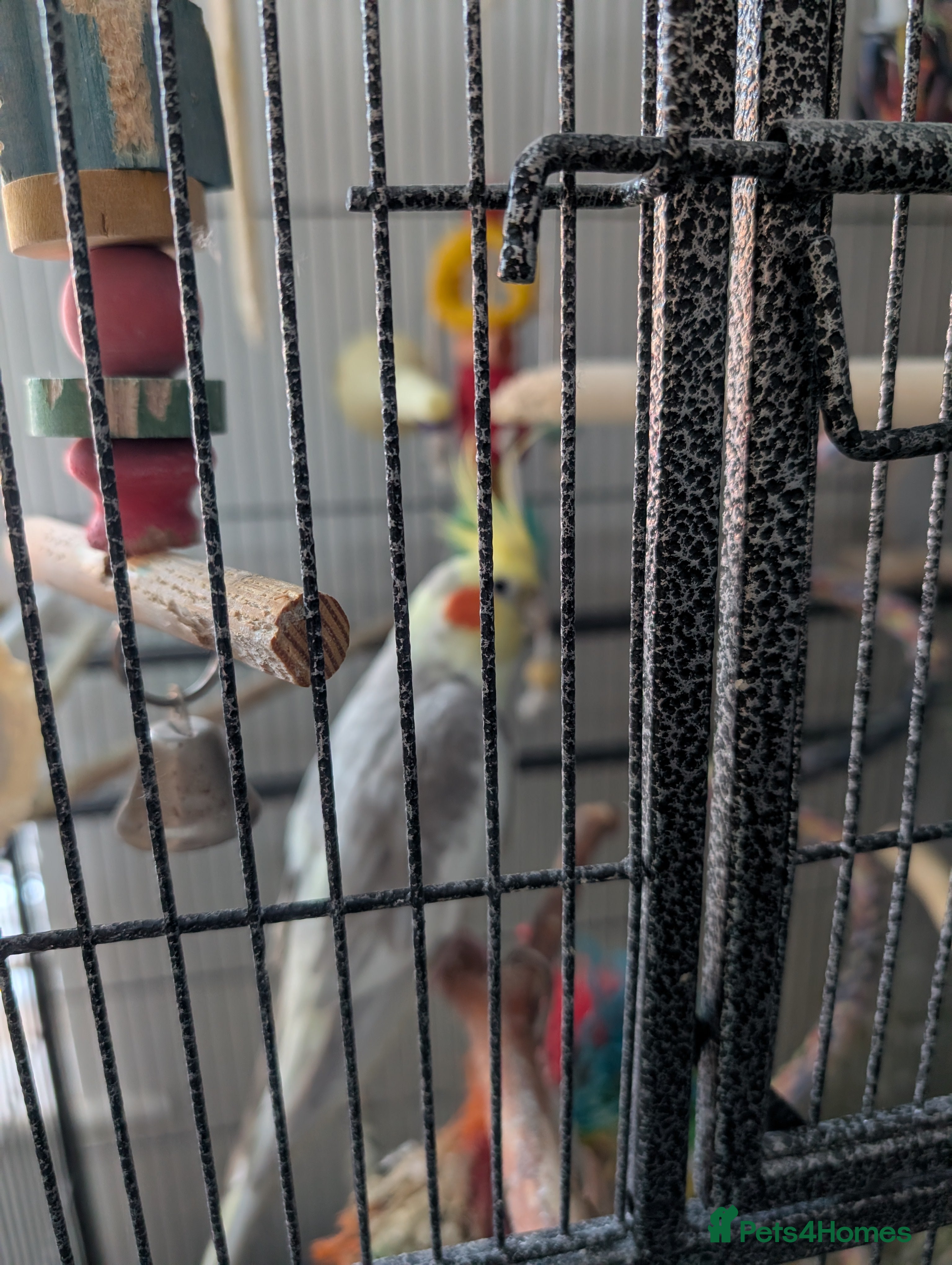 Cockatiels birds Cockatiel and cage for sale due to owners health  - Advert 1