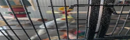 Cockatiels birds for sale: Cockatiel and cage for sale due to owners health  in Coventry - Advert 1