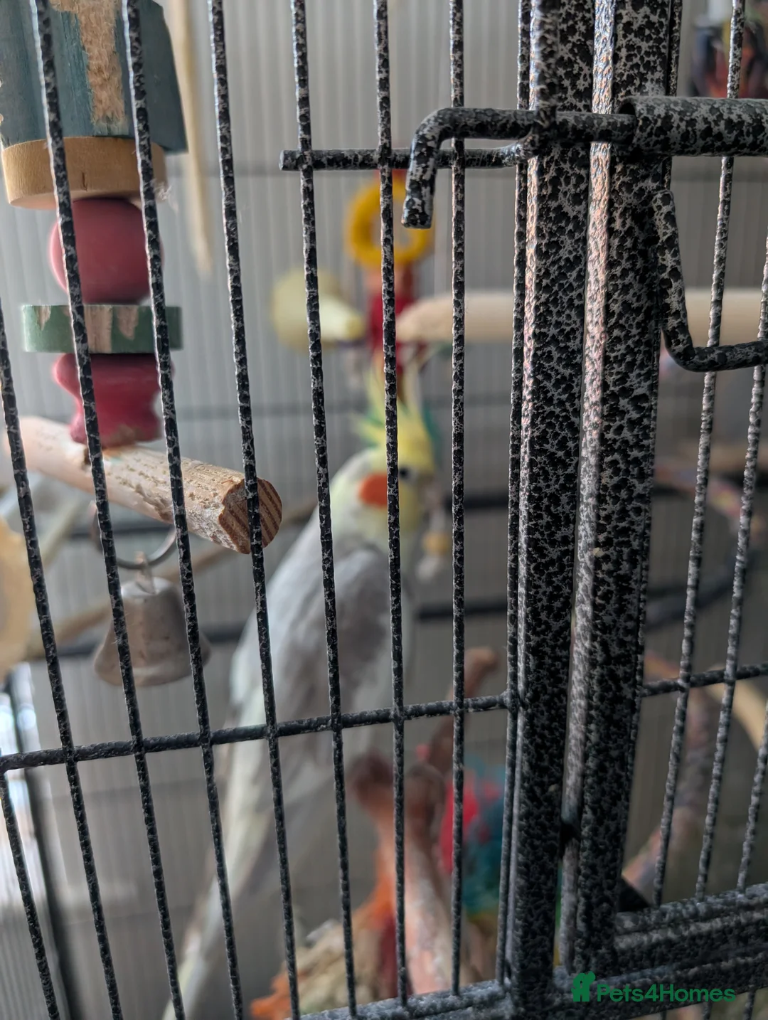 Cockatiels birds for sale: Cockatiel and cage for sale due to owners health  in Coventry - Advert 1
