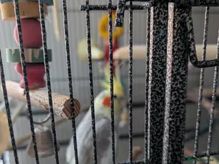 Cockatiels birds Cockatiel and cage for sale due to owners health - Advert 4