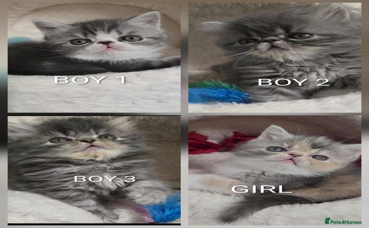 Persian cats - Advert 5