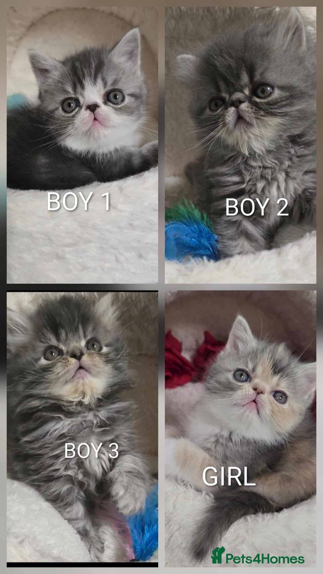 Persian cats for sale: 4 Persian Kittens - Image 1