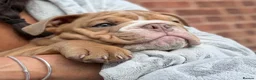 English Bulldog dogs for sale: English Bulldog Boy  - Advert 4