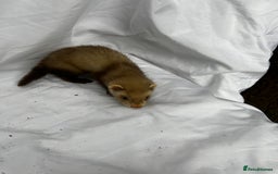 Ferret rodents for sale: Baby Ferrets - Image 24