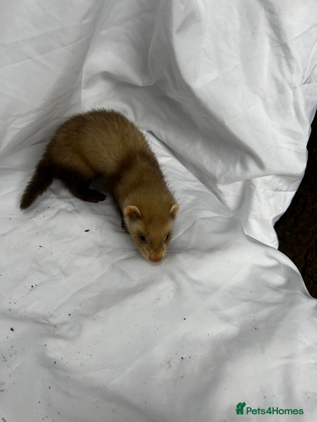Ferret rodents for sale: Baby Ferrets - Image 24