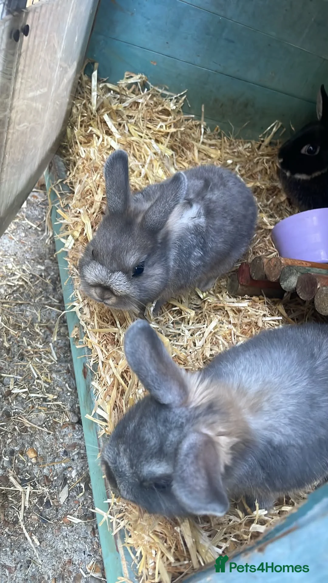 Netherland Dwarf rabbits for sale: Rabbits for sale - Advert 4