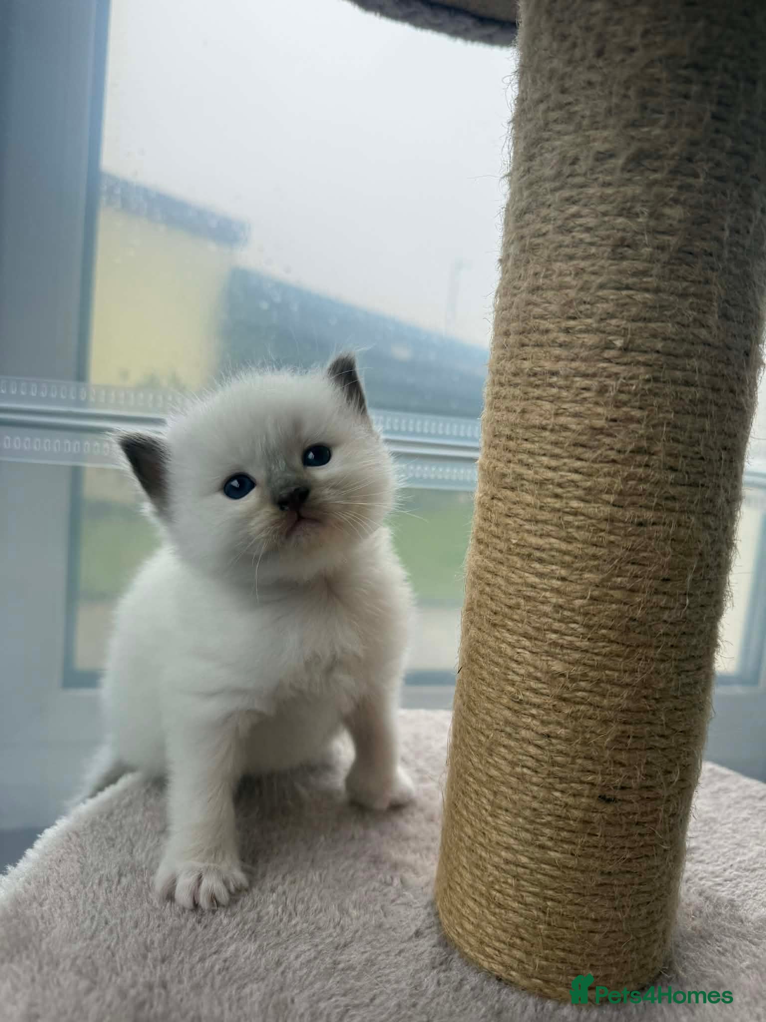 Ragdoll cats Ragdoll Kittens  - Advert 3