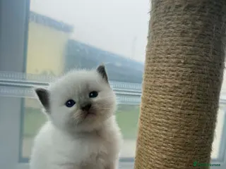 Ragdoll cats Ragdoll Kittens - Advert 3