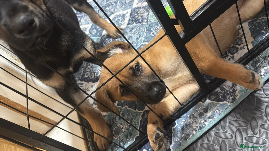 Mixed Breed dogs for sale: RARE BLUE EYE Sholly  ** tiff x Husky  - Advert 7