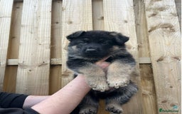 German Shepherd dogs for sale: healthy 8weeks old german shepherd puppies - Image 5
