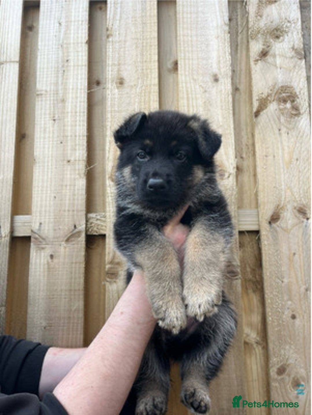 German Shepherd dogs for sale: healthy 8weeks old german shepherd puppies - Image 5