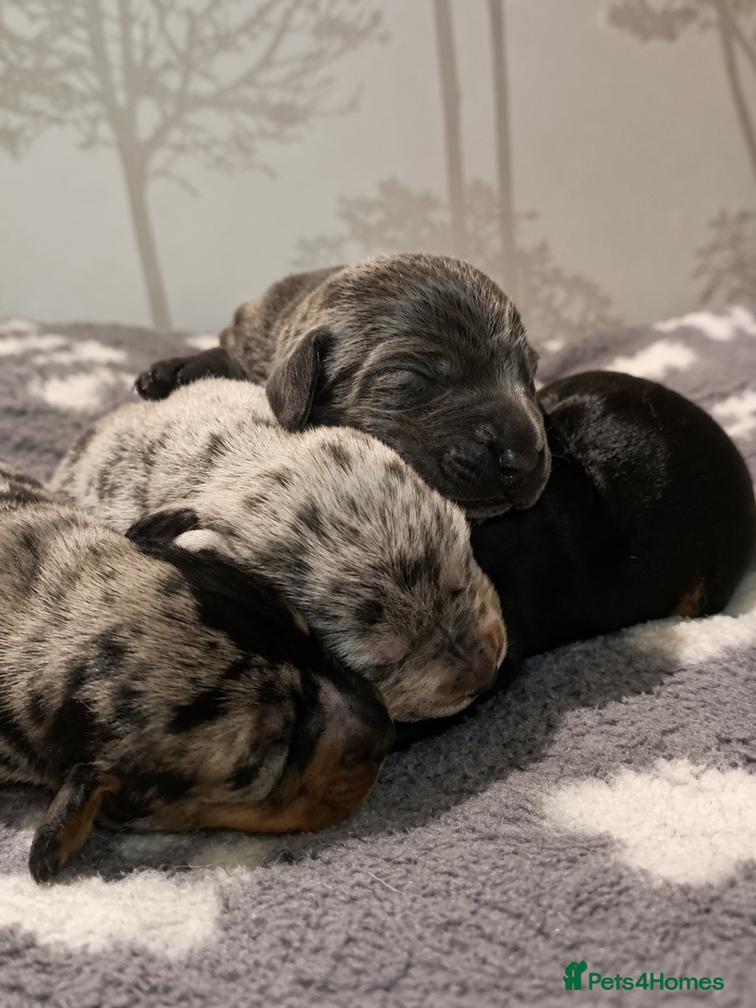 Miniature Dachshund dogs Gorgeous mini dachshund pups  - Advert 13