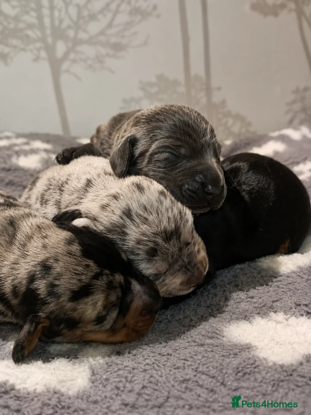 Miniature Dachshund dogs for sale: Gorgeous mini dachshund pups  - Advert 1