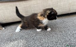 Mixed Breed cats for sale: Tortie kittens  - Image 4