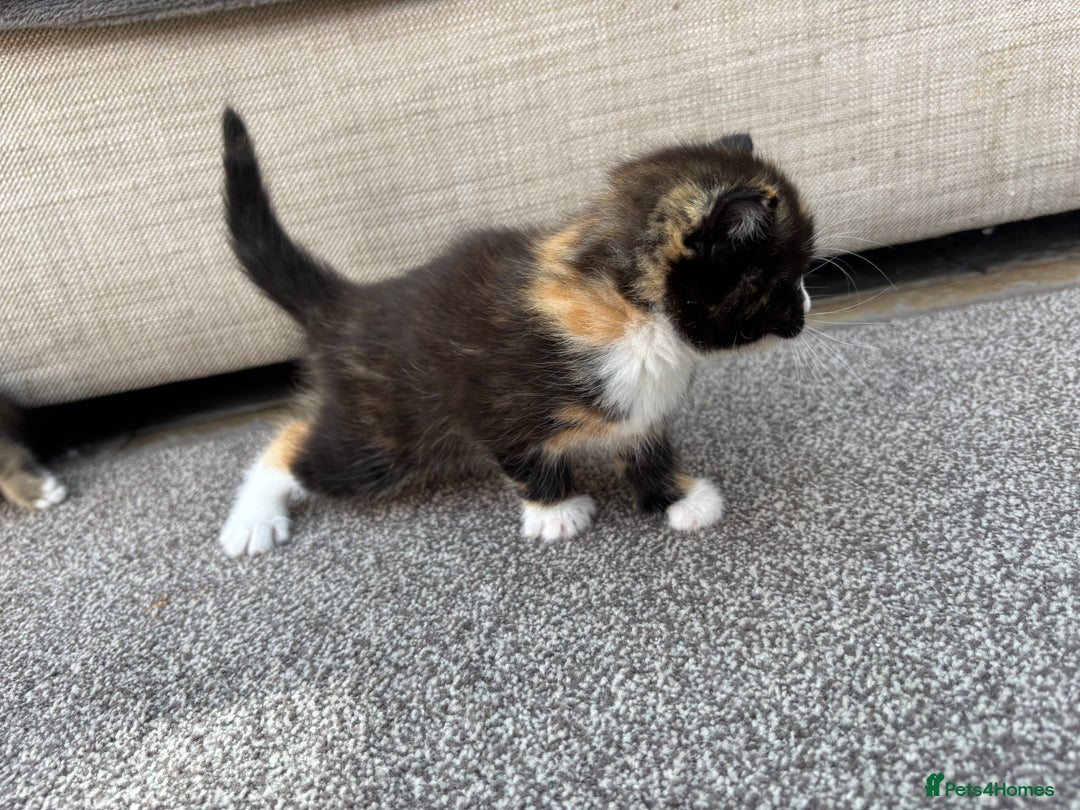 Mixed Breed cats for sale: Tortie kittens  - Image 4