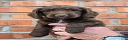 Cocker Spaniel dogs for sale: Stunning Working Cocker Spaniel Pups - Advert 1