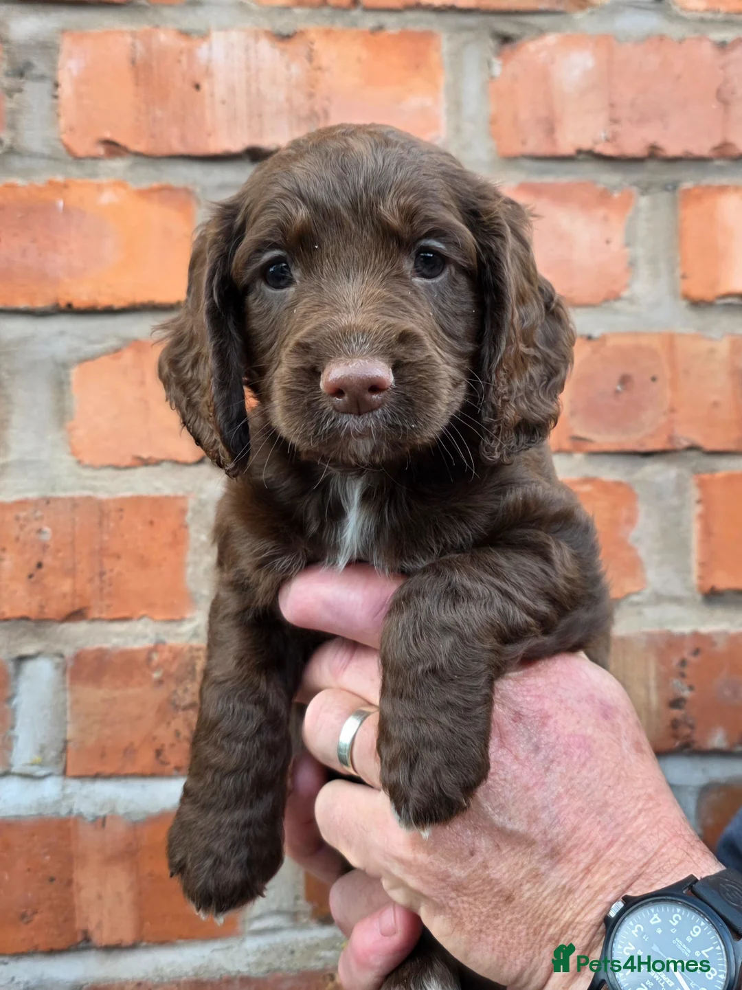 Cocker Spaniel dogs for sale: Stunning Working Cocker Spaniel Pups - Advert 1