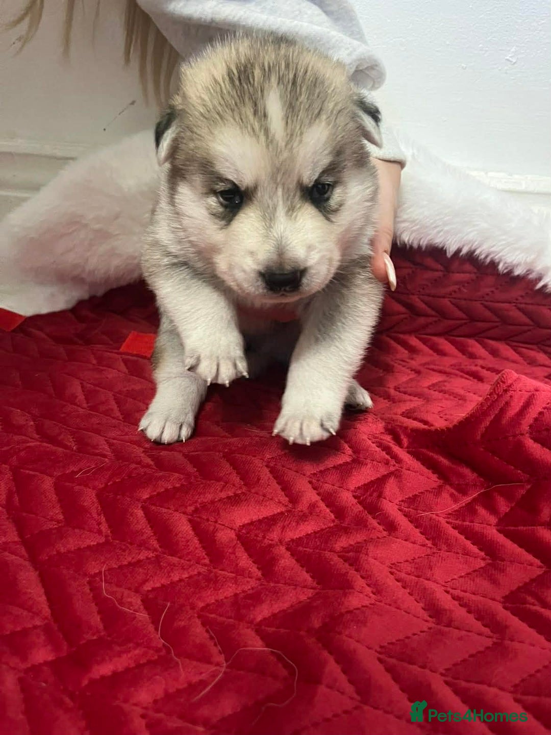 Shepsky dogs for sale: Puppies - Advert 13