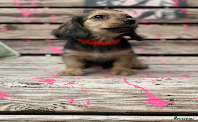 Miniature Dachshund dogs - Advert 12