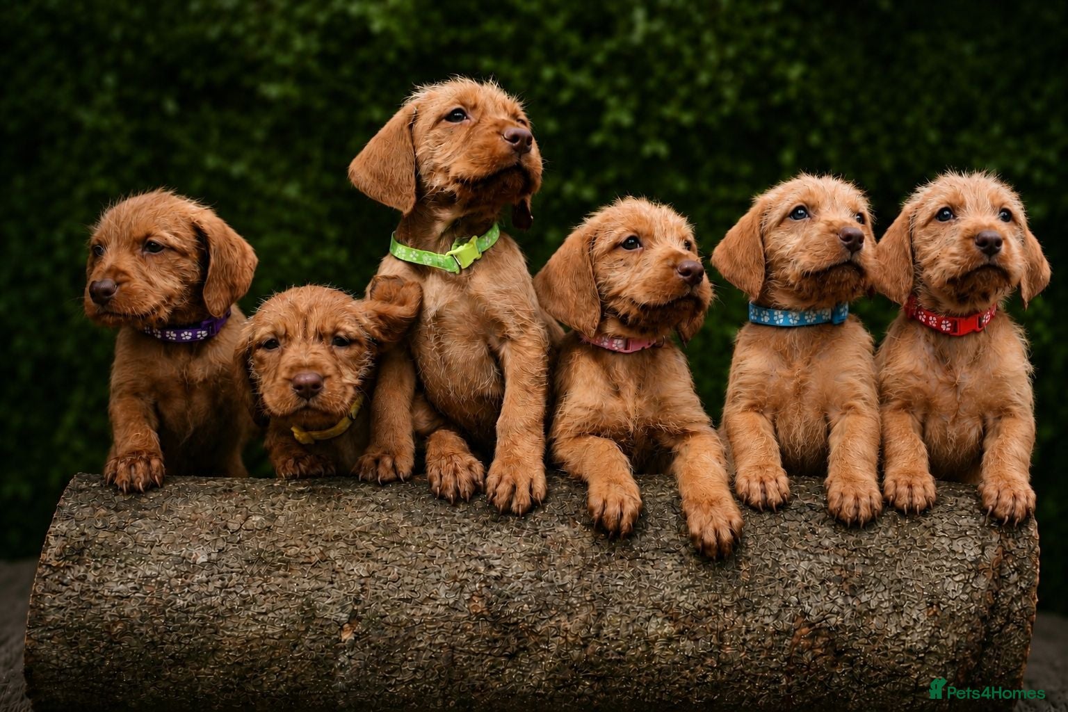 Hungarian Vizsla dogs Hungarian Wirehaired Vizsla Puppies - Advert 2