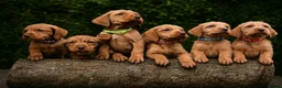 Hungarian Vizsla dogs for sale: Hungarian Wirehaired Vizsla Puppies - Advert 2