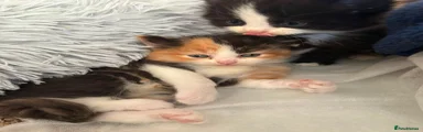 Girl Kitten 2