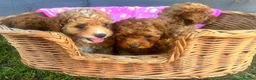 Toy Poodle dogs for sale: Toy poodle puppies - Advert 6