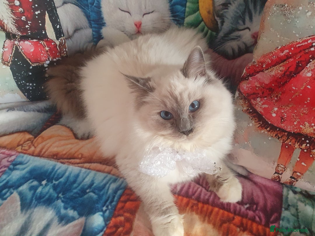 Ragdoll cats for sale: Mink & traditional Ragdolls - Advert 14