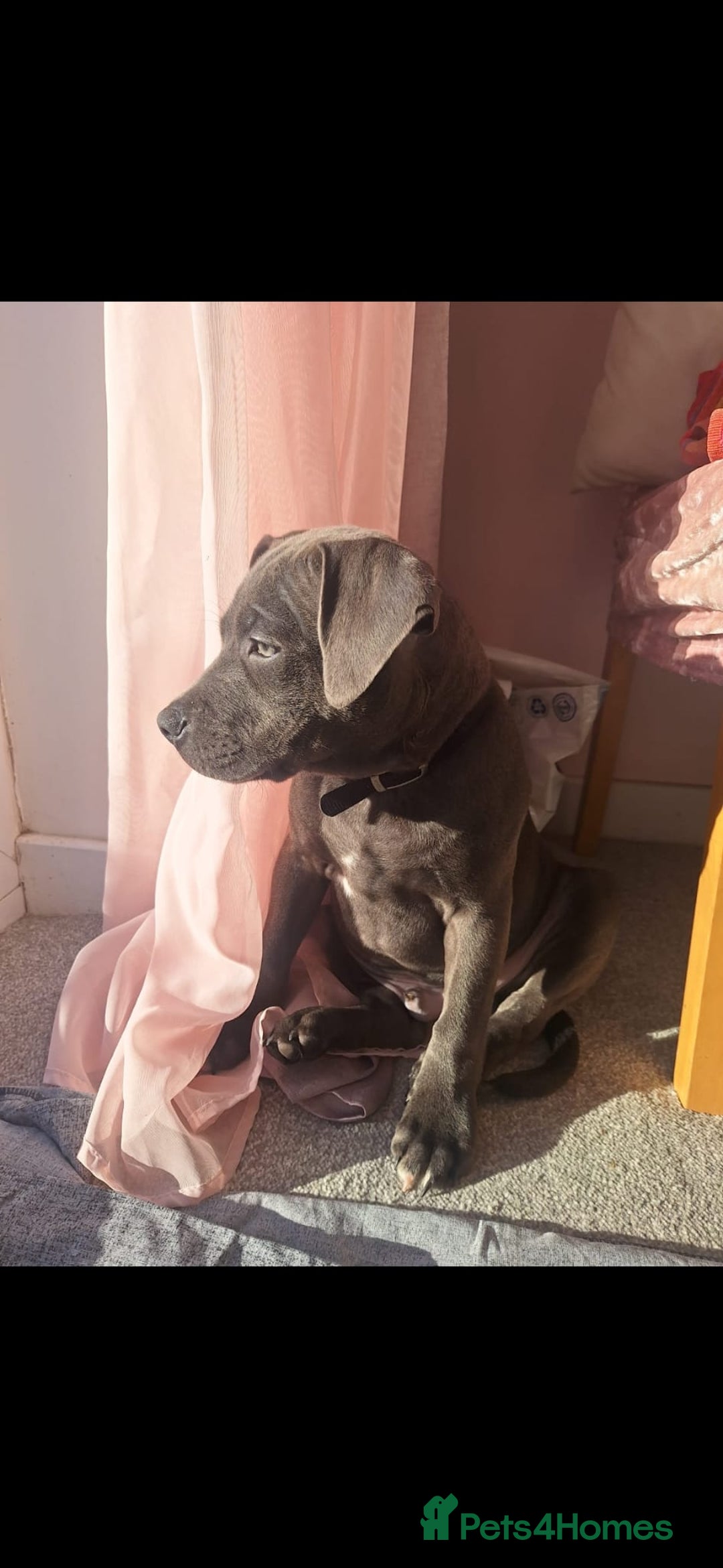 Staffordshire Bull Terrier dogs for stud: **FOR STUD** KC REGISTERED BLUE STAFF BULL TERRIOR - Advert 12