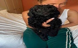 Cockapoo dogs for sale: Adorable cockapoo puppies  - Image 14