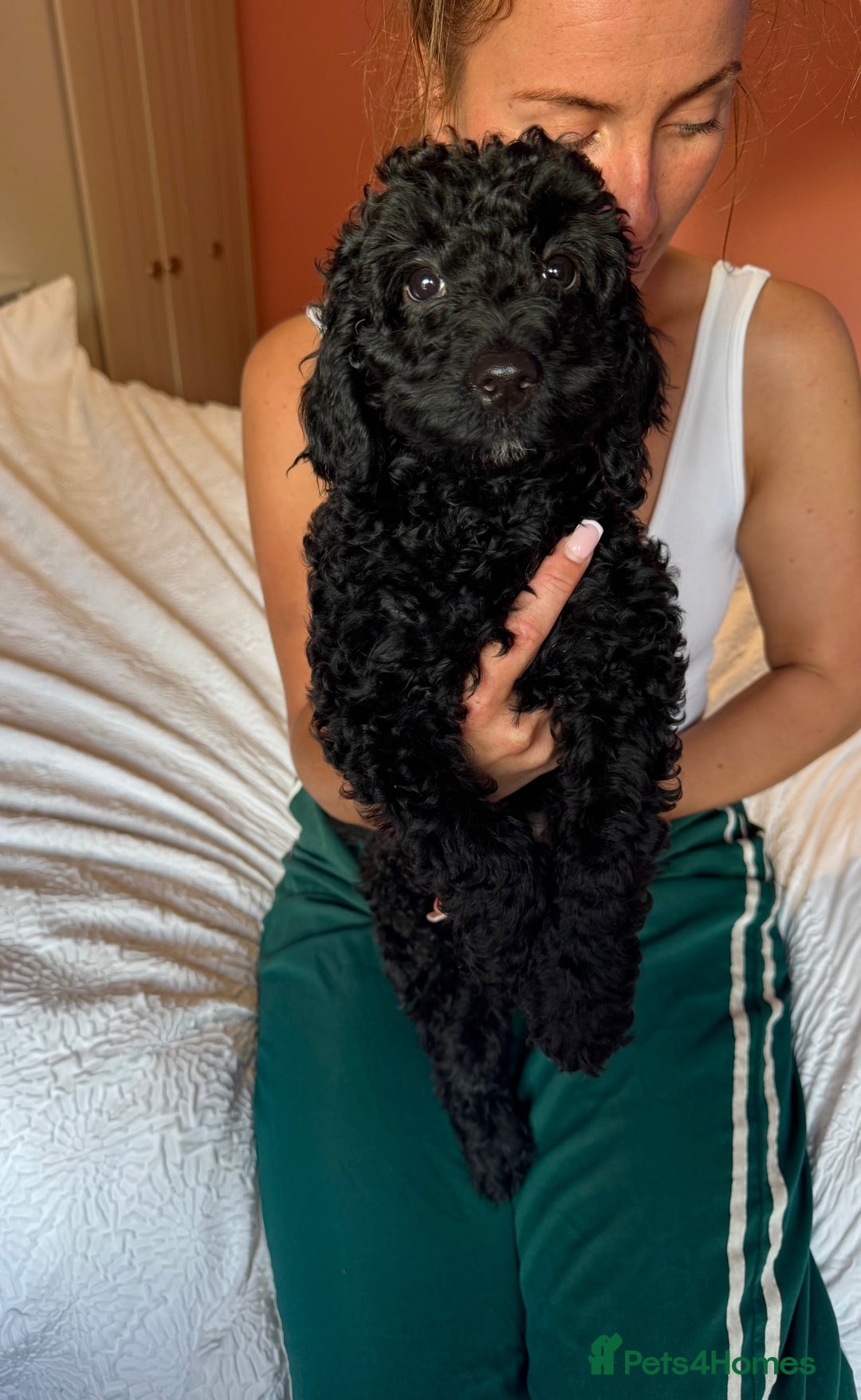 Cockapoo dogs for sale: Adorable cockapoo puppies  - Image 14