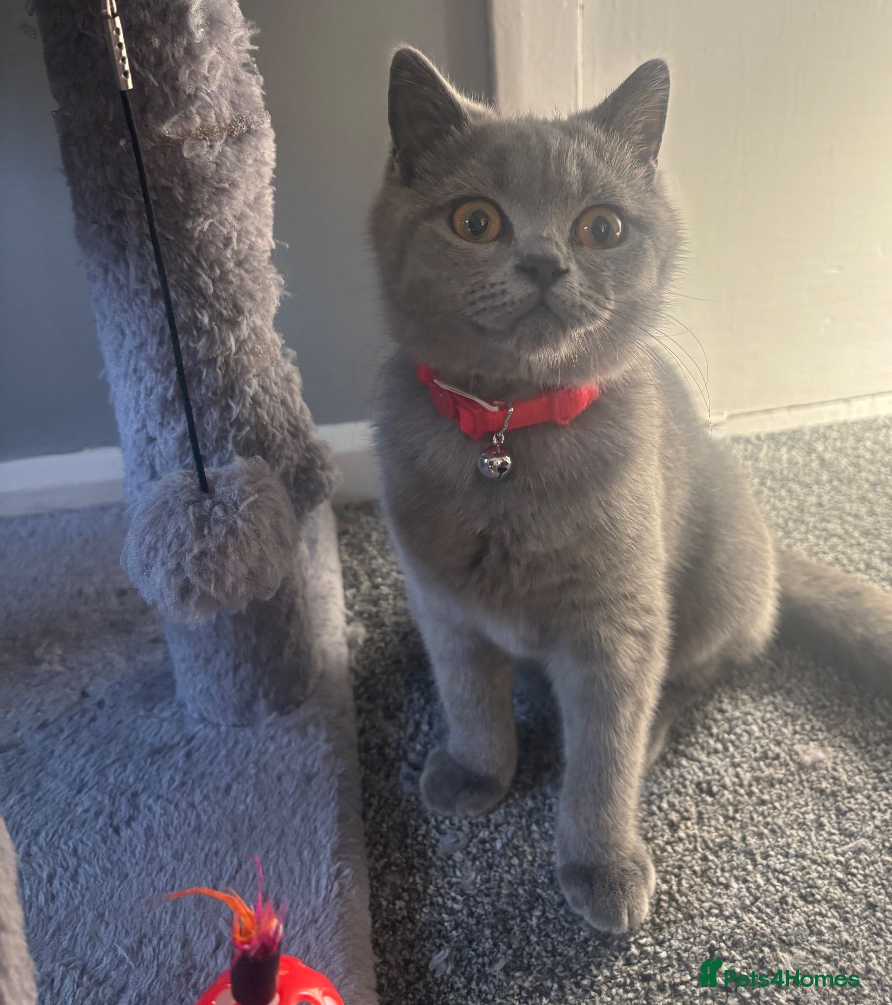 British Shorthair cats Three gorgeous kittens for sale - Advert 2
