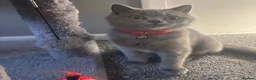 British Shorthair cats for sale: Three gorgeous kittens for sale in Northampton - Advert 1