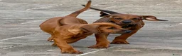 Rhodesian Ridgeback dogs for sale: Health tested parents of excellent temperament.  - Advert 6