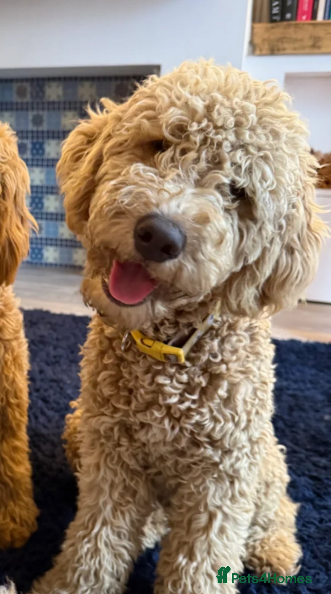 Mini Goldendoodle dogs for sale: 🌟 1-Year-Old Female Mini Goldendoodle 🌟  - Image 2