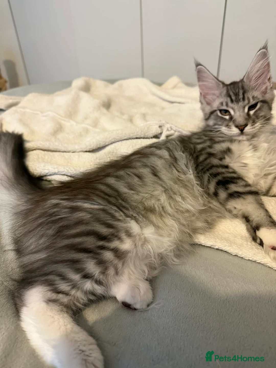 Maine Coon cats for sale: Last male TICA Pedigree Maine Coon Kitten - Advert 12