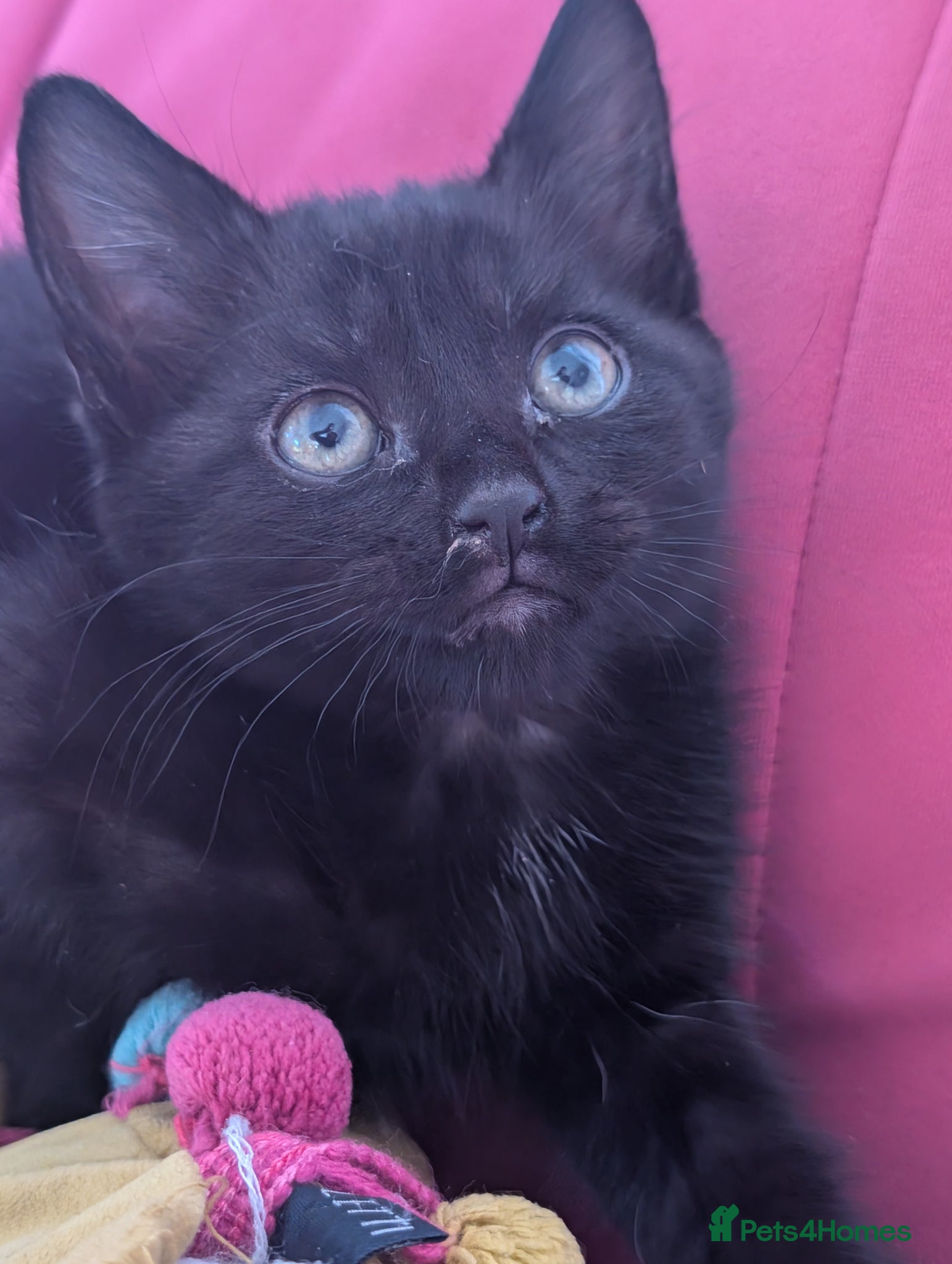 Domestic Shorthair cats for sale: 🖤 LAST KITTEN REMAINING – Midnight 🖤 - Advert 6