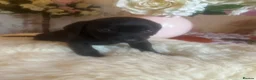 Mixed Breed dogs for sale: Cocker spaniel - Advert 8