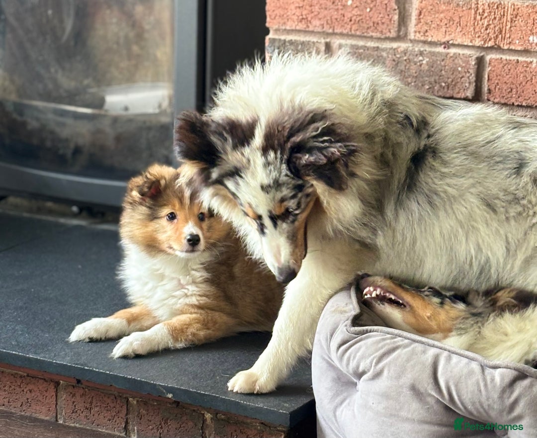 Shetland Sheepdog dogs for sale: Beautiful Shetland Sheepdog Puppies  in Goole - Image 19