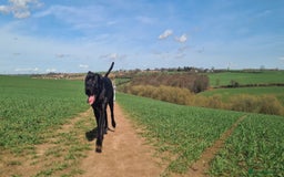 Cane Corso dogs for sale: 1year old cane corso *Silas* - Image 1